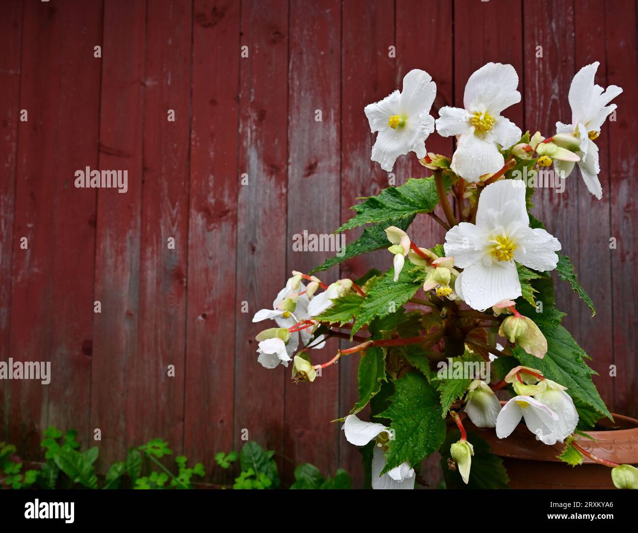 Blühende Begonien in einem Topf vor dem Hintergrund der roten Wand einer traditionellen Holzscheune in Finnland Stockfoto
