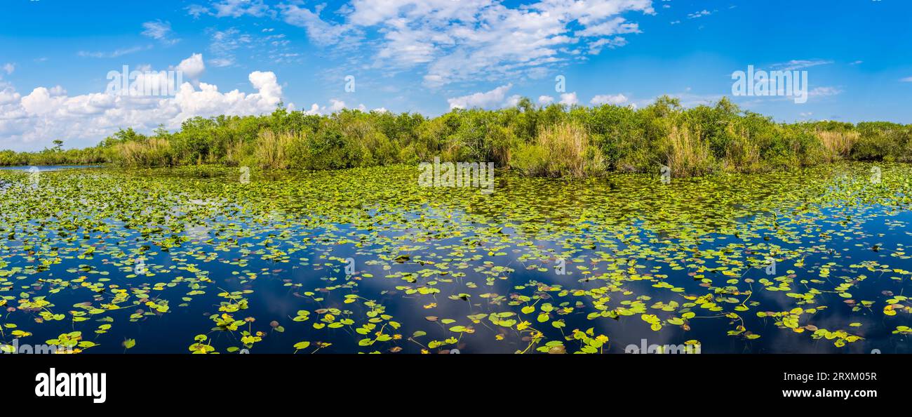 Sumpflandschaft mit Seerosen im Everglades National Park, Florida, USA Stockfoto