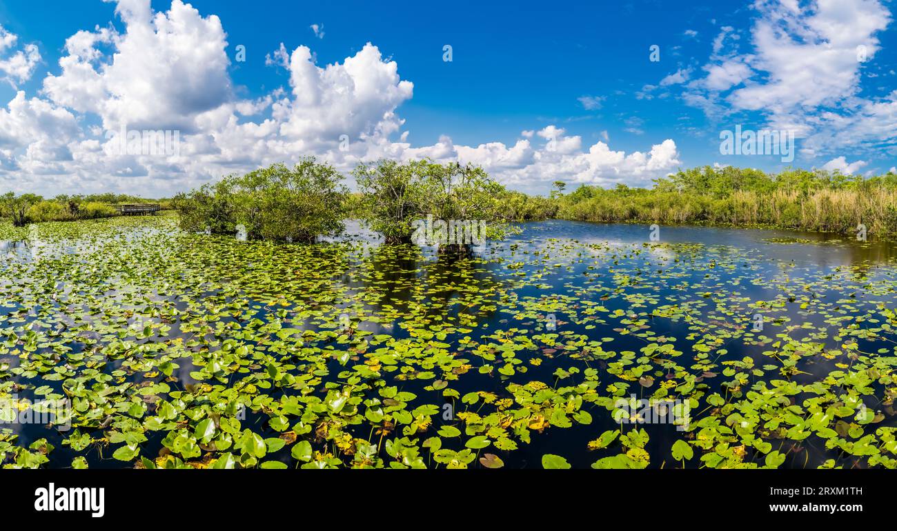 Sumpflandschaft mit Seerosen im Everglades National Park, Florida, USA Stockfoto
