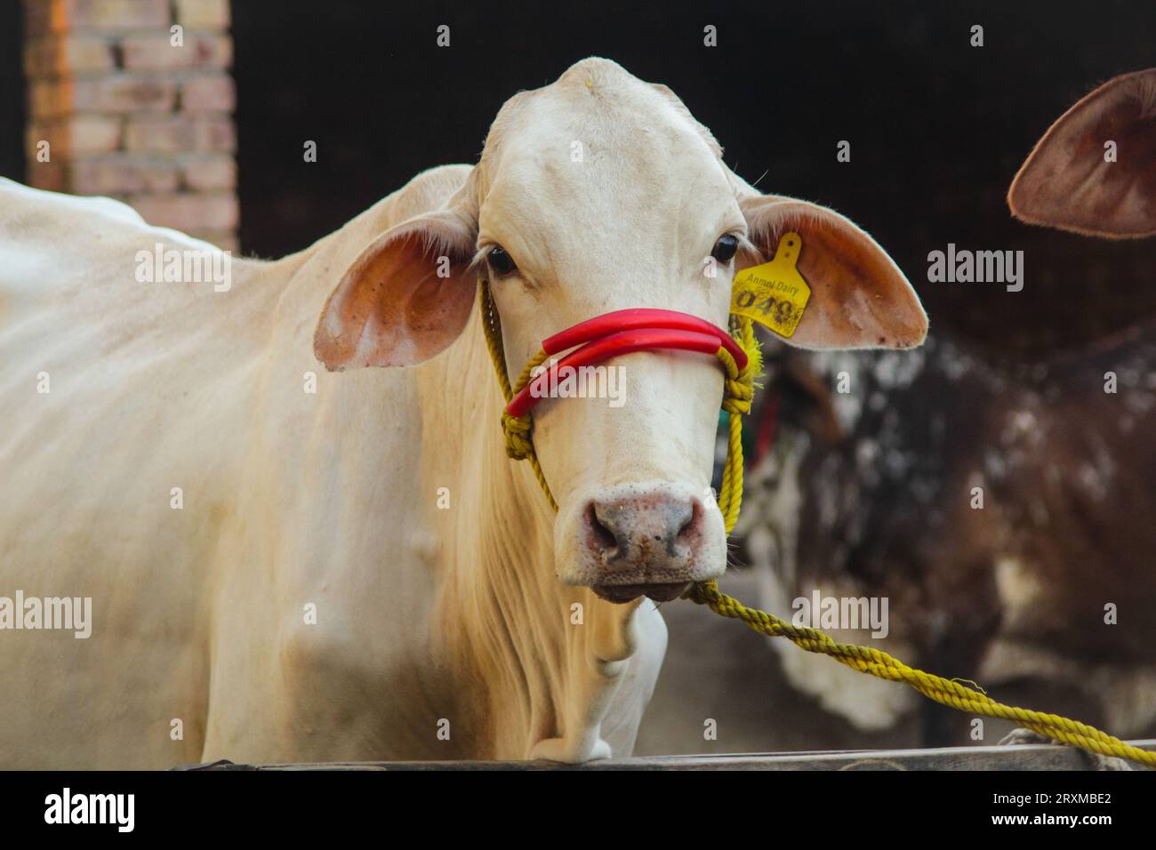 Fangen Sie die amerikanische Brahman-Kuh ein. Baby-Kuh der amerikanischen Brahman-Rasse. Der Brahman ist eine amerikanische Rasse von Zebuin-Taurin-Hybridrindern. Pakistanisch Stockfoto