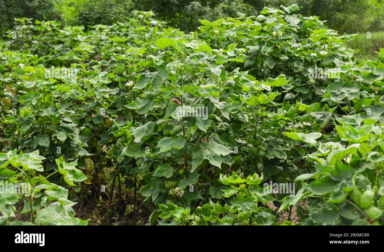 Fang von gossypium herbaceum Pflanze. Grüne junge Pflanze aus Baumwolle. Baumwollfeld. Gossypium herbaceum Feld. Mit selektivem Fokus auf das Motiv. Stockfoto