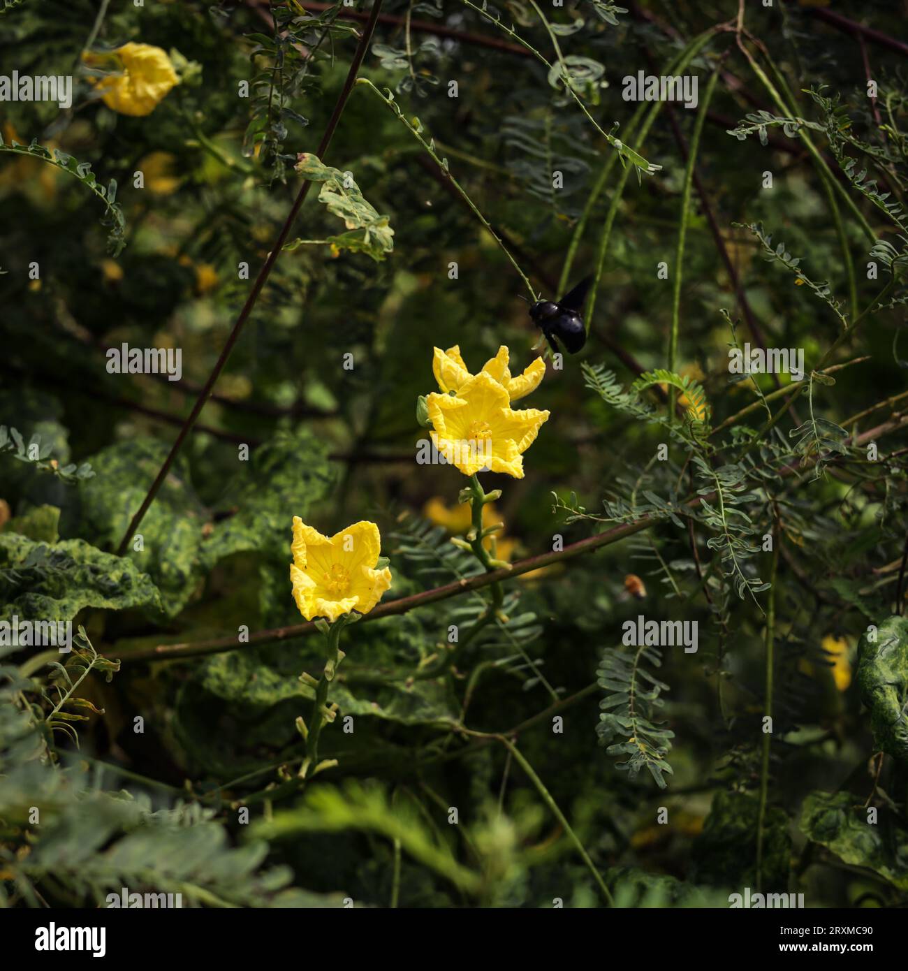 Nahaufnahme der Kürbisblume aus Schwamm. Kürbisblume aus Schwamm. Gelbe Kürbisblume mit Schwamm gegen grüne Blätter. Luffa aegyptiaca, der Kürbisschwamm, ägyptischer cucu Stockfoto