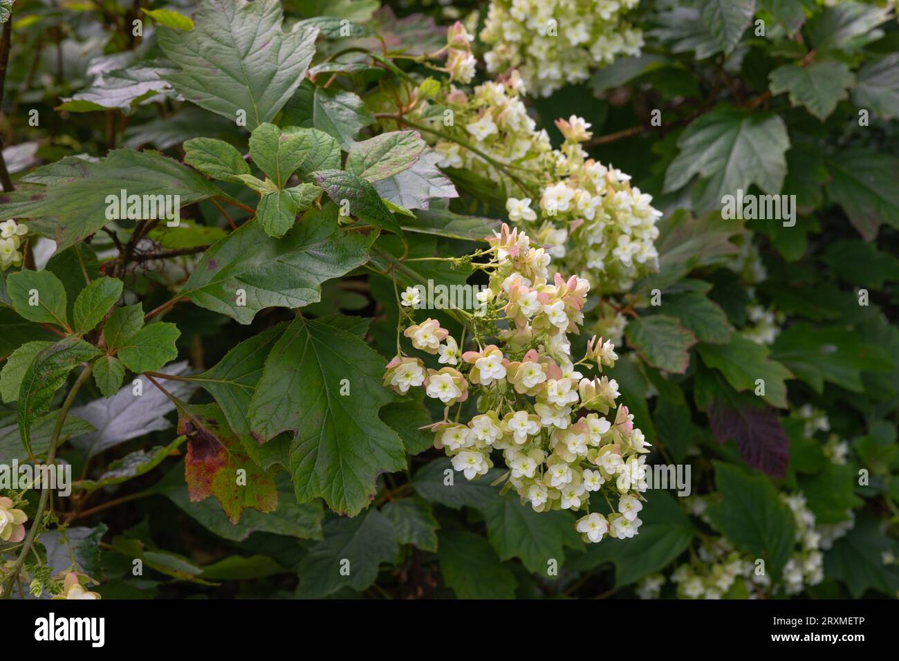 Kleine weiße Blüten der Hortensie quercifolia oder der Eichenholzhydrangea Stockfoto