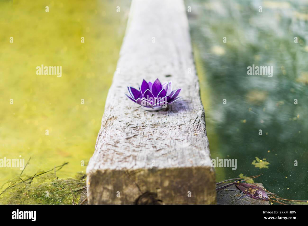 Ästhetische Aufnahme eines lila Glaslotus. Leerzeichen kopieren Stockfoto