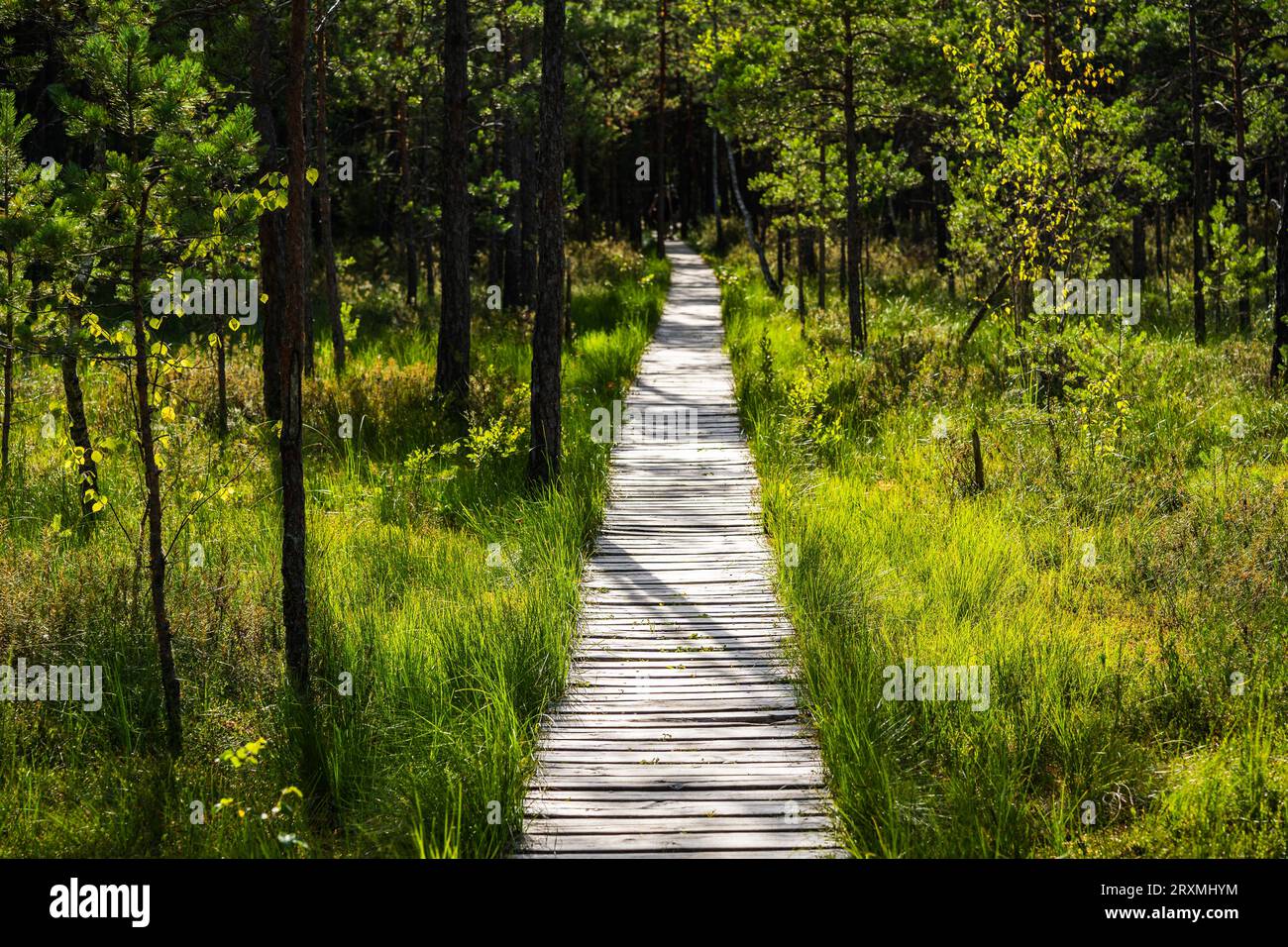 Varnikai Cognitive Walking Way im Trakai Historical National Park, ein hölzerner Wanderweg durch den Wald und die Sümpfe im Sommer Stockfoto