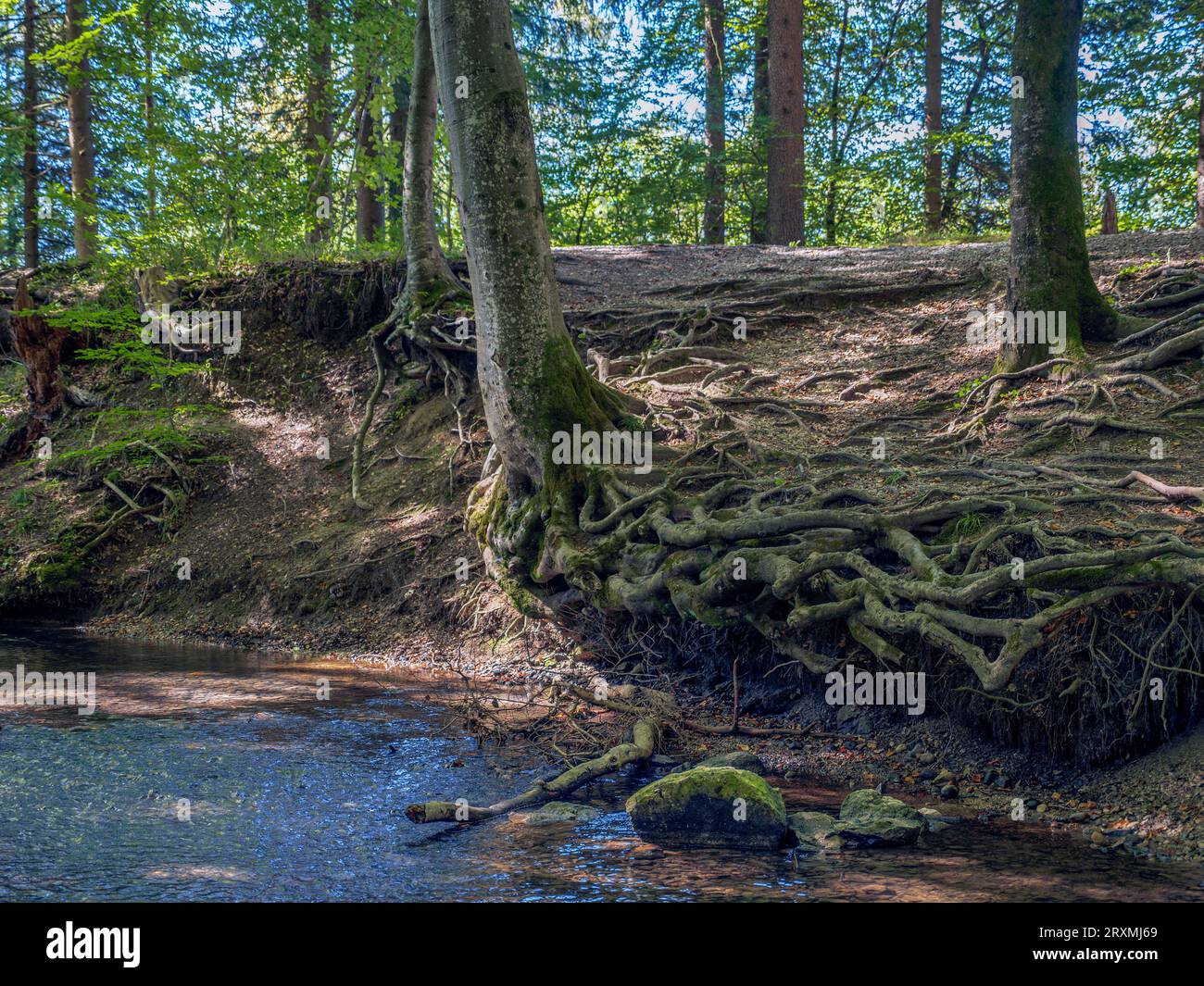 Bach fließt durch einen Wald, Tranquille-Waldszene, Maisinger See, Oberbayern, Bayern, Deutschland, Europa Stockfoto