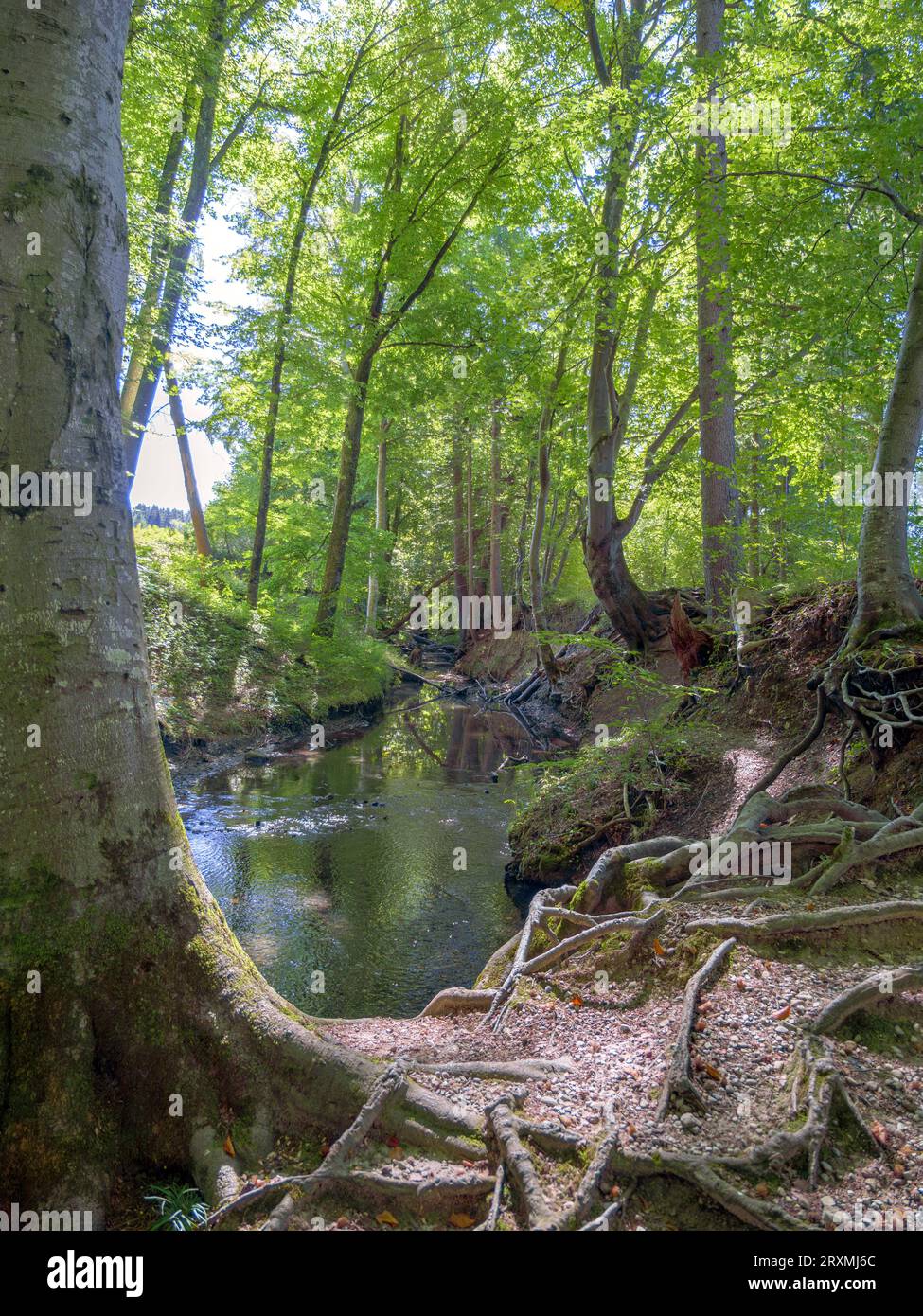 Bach fließt durch einen Wald, Tranquille-Waldszene, Maisinger See, Oberbayern, Bayern, Deutschland, Europa Stockfoto