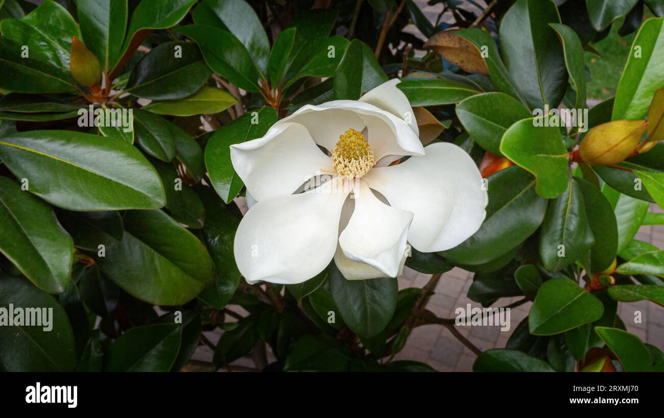 Eine große cremeweiße südliche Magnolienblüte ist von glänzenden grünen Blättern des Baumes umgeben. Weiße Blütenblätter aus nächster Nähe Stockfoto