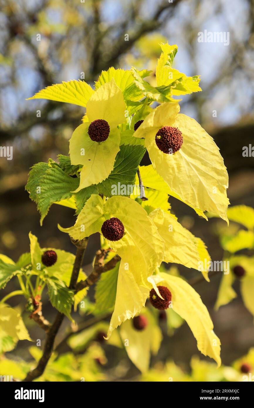 Die gelben Hochblätter eines Cornus kousa Hartriegel-Busches im Frühjahr (April) in den Lost Gardens of Heligan, Pentewan, St.Austell, Cornwall, England, UK Stockfoto