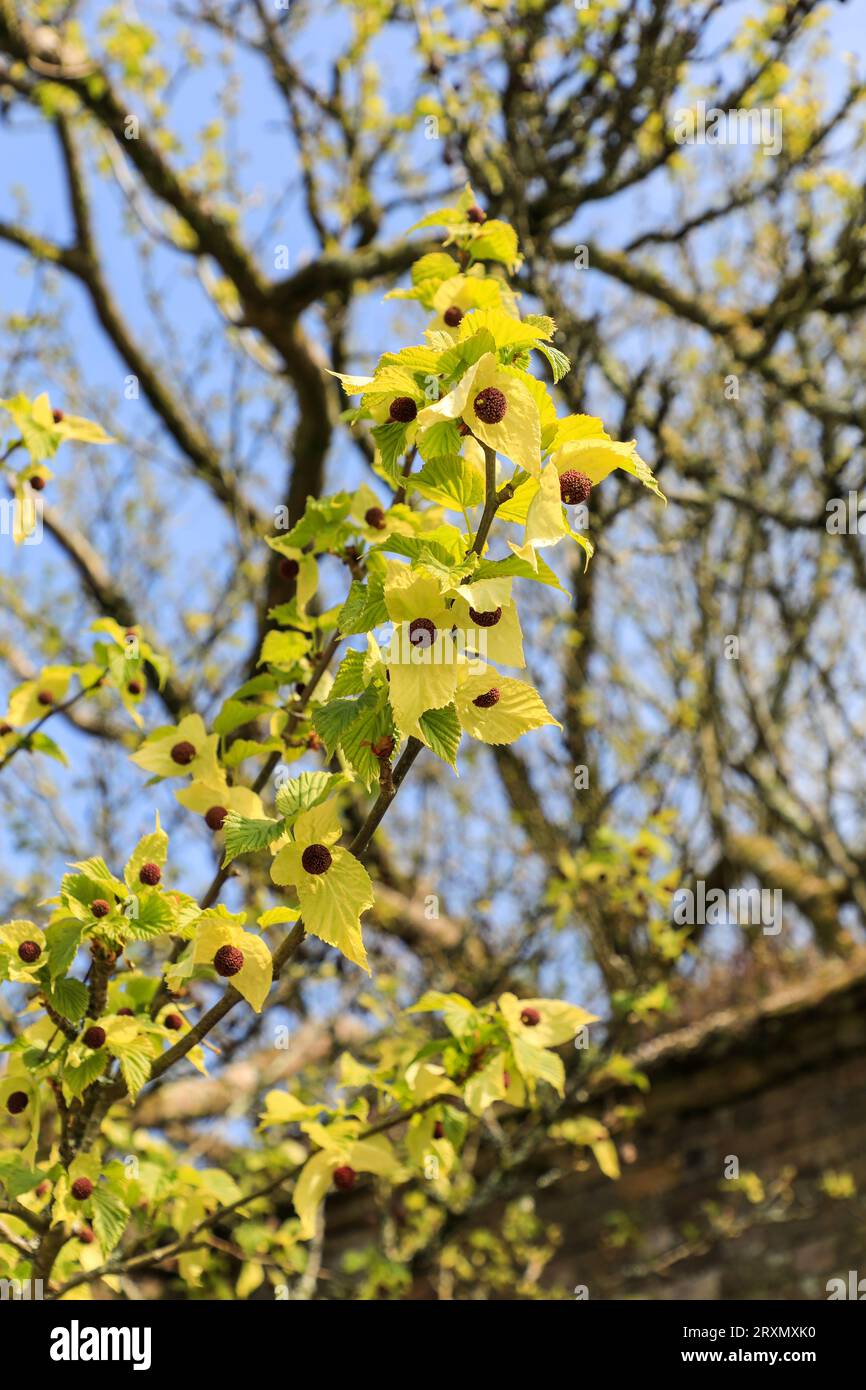 Die gelben Hochblätter eines Cornus kousa Hartriegel-Busches im Frühjahr (April) in den Lost Gardens of Heligan, Pentewan, St.Austell, Cornwall, England, UK Stockfoto