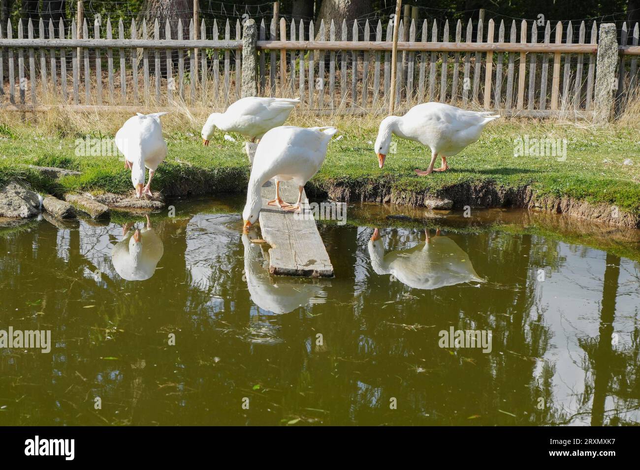 In Mitteleuropa ist vor allem die Graugans heimisch Weisse Gaense Anserinae im Freilauf mit Teich - die Gans gehoert zur Wasservogelgattung in Mitteleuropa ist vor allem die Graugans heimisch Deutschland, Finsterau, Museumsdorf, 17.09.2023 *** in Mitteleuropa ist vor allem die Graugans heimisch Weiße Gänse Anserinae im Freilauf mit Teich die Gänse gehört zur Wasservogelgattung in Mitteleuropa ist vor allem die Graugans heimisch Deutschland, Finsterau, Museumsdorf, 17 09 2023 SP GHR Stockfoto