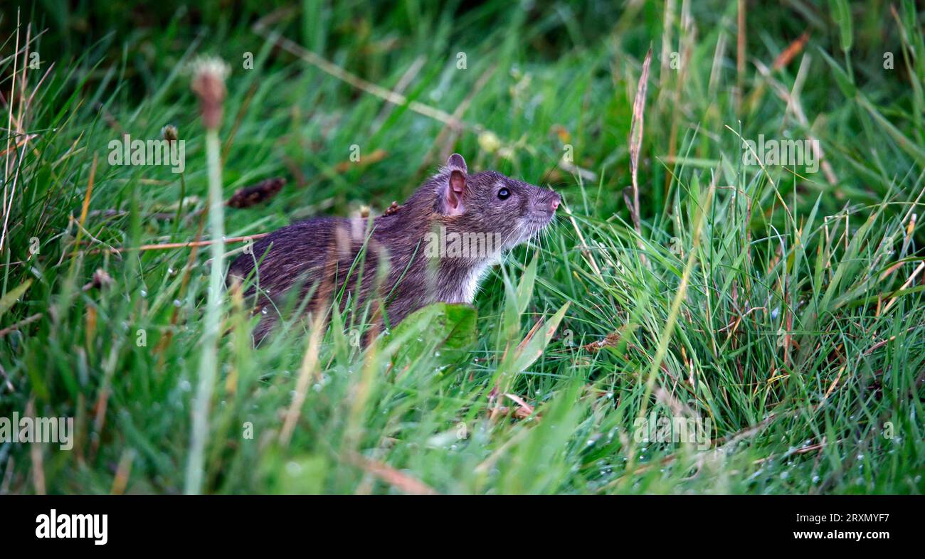 Braune Ratten unten auf der Farm Stockfoto