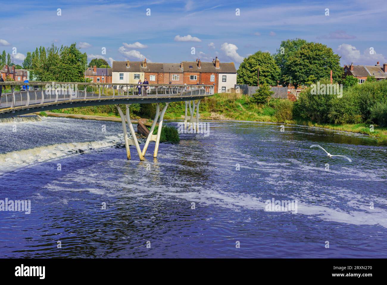 River Aire und Weir mit einem weißen Schwan, der über das Wasser fliegt, während Fußgänger die S-förmige Brücke in Castleford, West Yorkshire, England, überqueren. Stockfoto