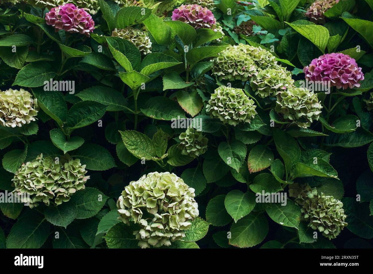 Frankreich, 2023. Ein üppiger Strauch der hortensia (Hydrangea macrophylla) mit seinen großen Köpfen von rosa und grünen Blüten Stockfoto