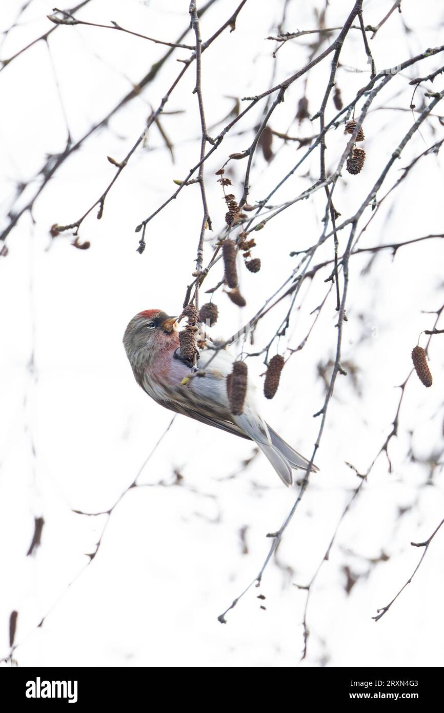 Gemeine (Mealy) Redpoll (Carduelis flammea) Norwich März 2023 Stockfoto