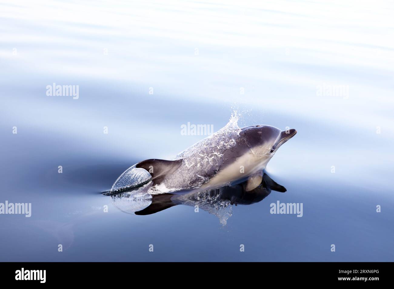 Gewöhnliche Delfine tauchen auf, während sie in flachem, ruhigem Meer vor der Isle of Mull in den Inneren Hebriden von Schottland füttern Stockfoto