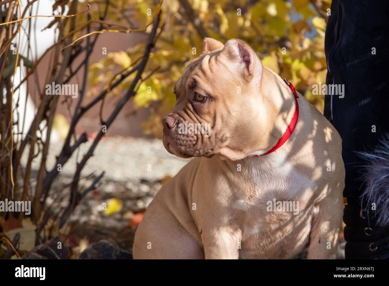 Porträt eines amerikanischen Bully-Welpen, der neben dem Besitzer, Züchter, Betreuer sitzt. Herbstspaziergang mit einem Hund auf der Straße. Hundegehorsamstraining. Stockfoto