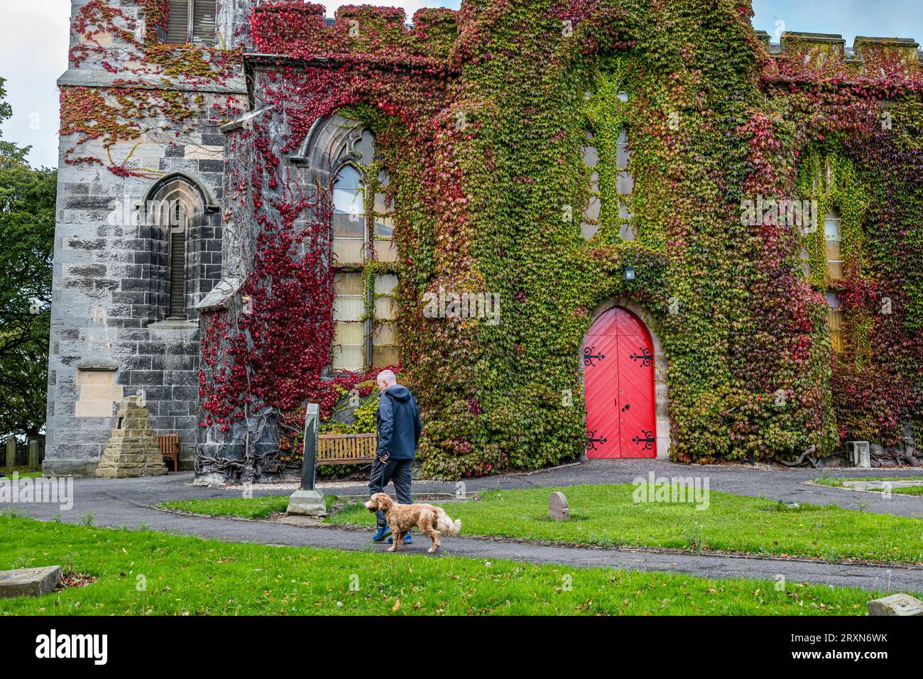 Liberton Kirk or Church, Edinburgh, Schottland, Großbritannien, 26. September 2023. Wetter in Großbritannien: Die Kirche ist bekannt für ihre Ausstellung von rotem Herbstefeuy. Gegen die rote Tür: Sally Anderson/Alamy Live News Stockfoto