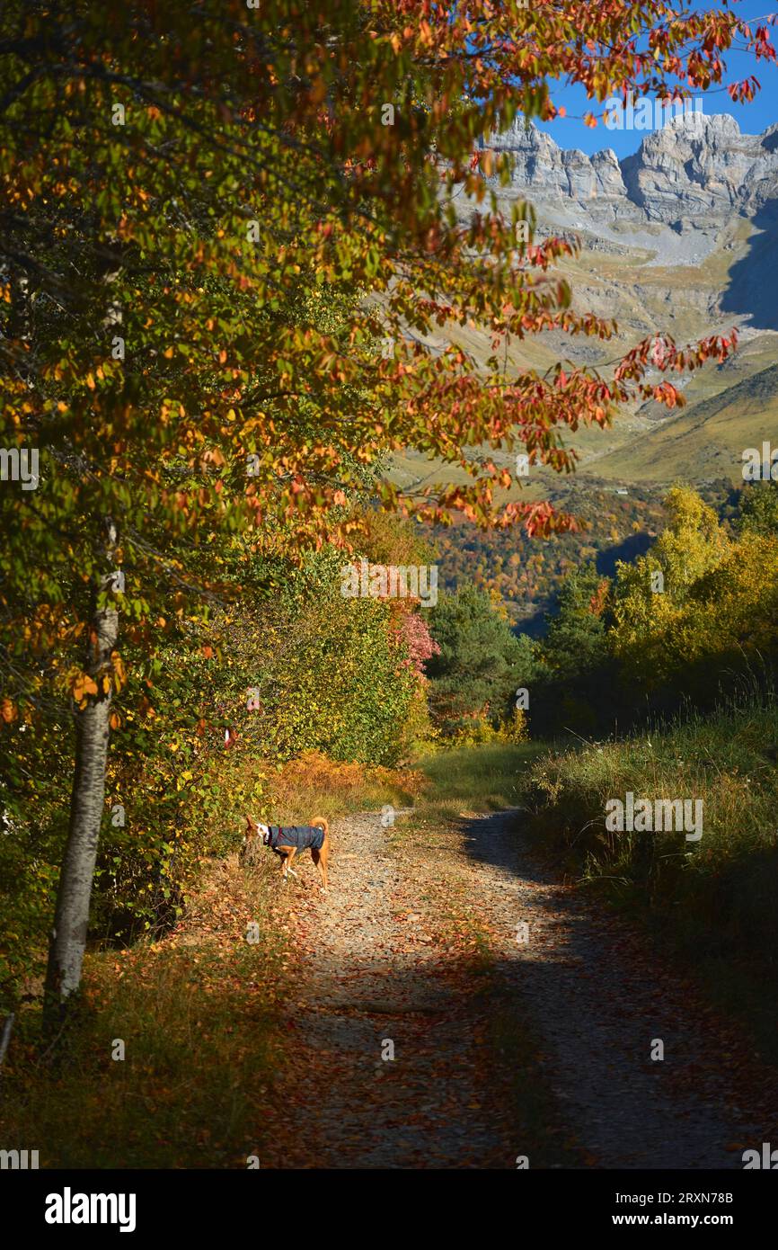 Podenco-Hund, der im Herbst über einen Pfad im Berg spaziert Stockfoto