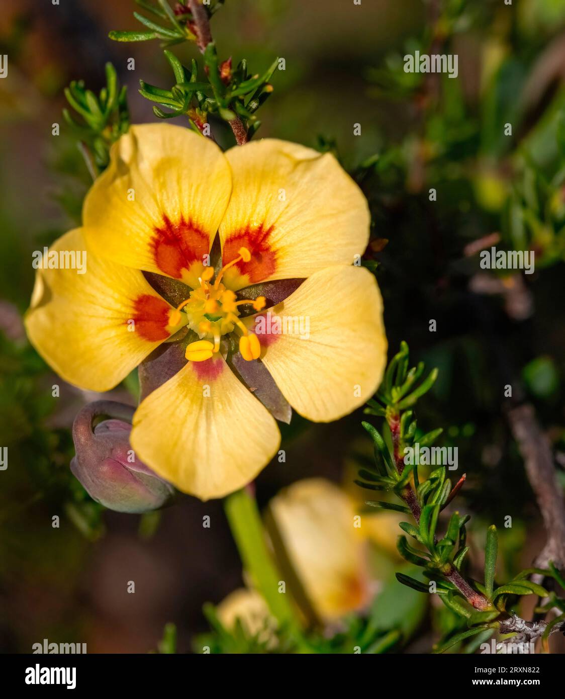 Ein Juwel am Straßenrand. Eine Nahaufnahme einer nicht identifizierten Wildblume, die an der Autobahn N9 in der Nähe des Potjiesberg Pass, Uniondale, Westkap, gefunden wurde. Stockfoto