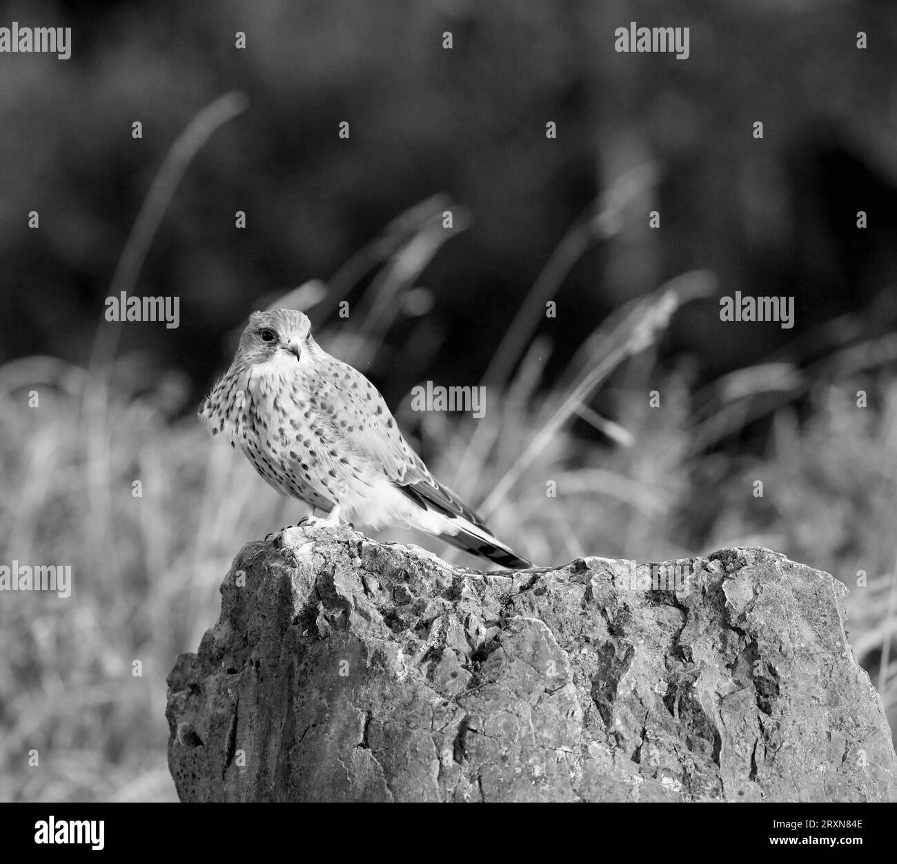 Männlicher Turmfalke Stockfoto