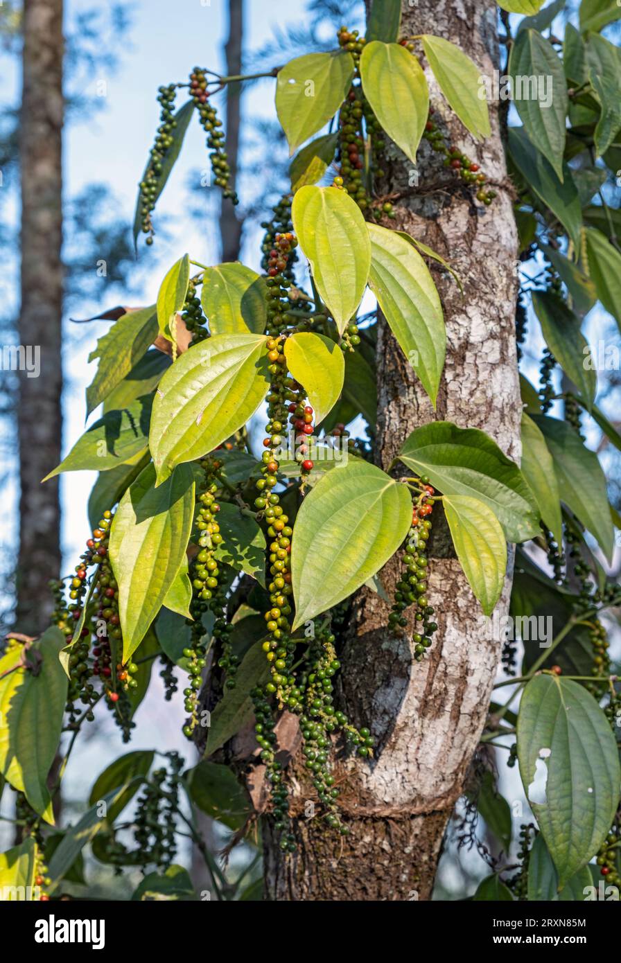Schwarze Pfefferpflanze, Kerala, Indien Stockfoto