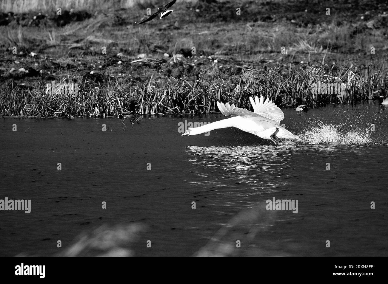 Mute swan Stockfoto