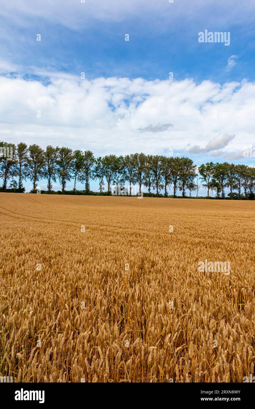 Im Sommer Blick auf die flache Landschaft in der Nähe des Dorfes Buxton mit Lamas in Norfolk England, Großbritannien, mit Ernten im Vordergrund und Bäumen am Horizont. Stockfoto