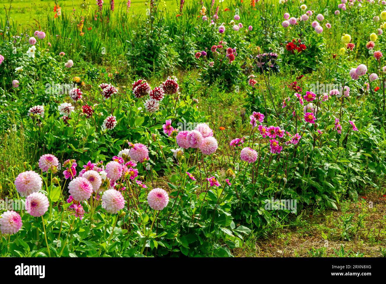 Chrysantheme blühende Pflanzen der Gattung Chrysantheme in der Familie Asteraceae, die im Sommer in einem Markgarten wachsen. Stockfoto