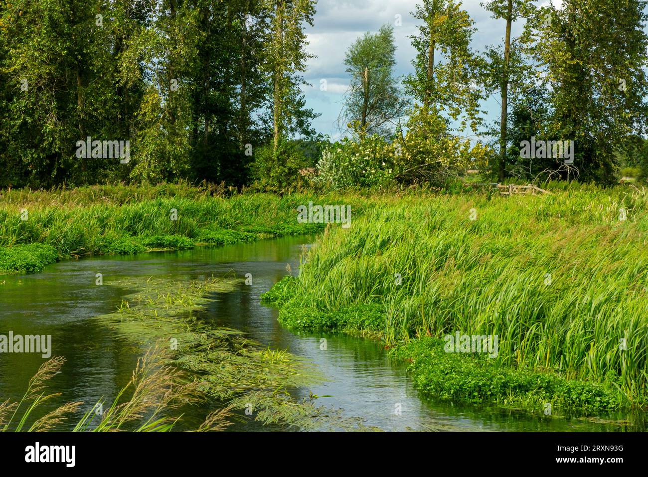Sommerblick auf den Fluss Bure in der Nähe des Dorfes Lamas in Norfolk England. Stockfoto