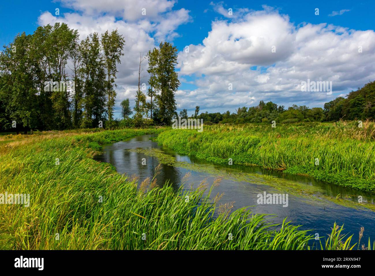 Sommerblick auf den Fluss Bure in der Nähe des Dorfes Lamas in Norfolk England. Stockfoto