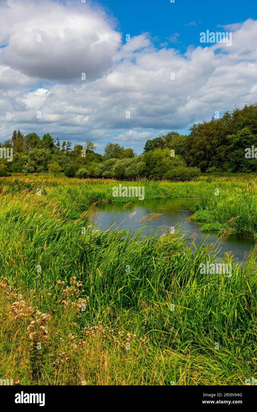 Sommerblick auf den Fluss Bure in der Nähe des Dorfes Lamas in Norfolk England. Stockfoto