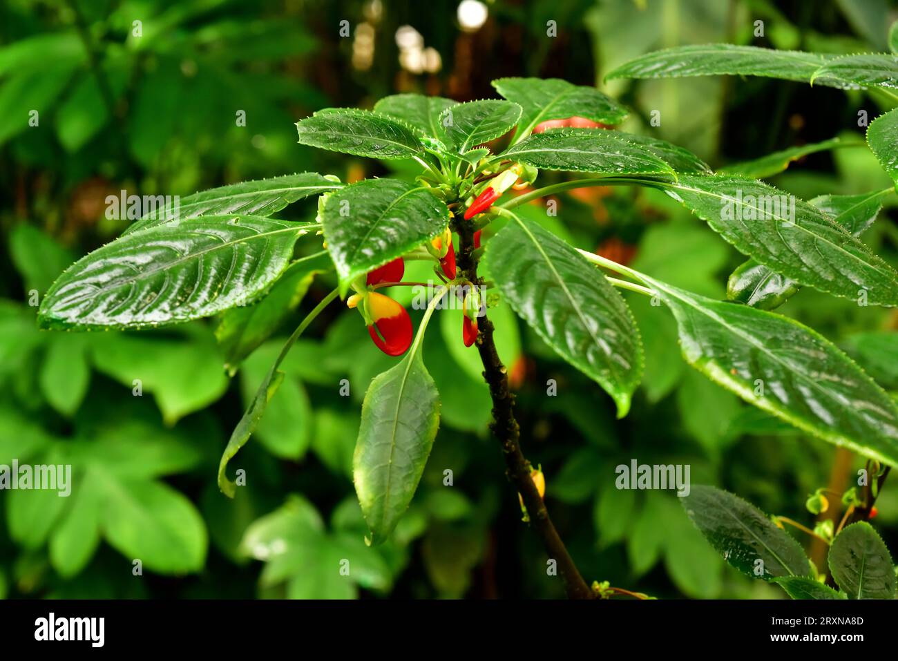 Papagei pflanze impatiens niamniamensis -Fotos und -Bildmaterial in hoher  Auflsung  Alamy
