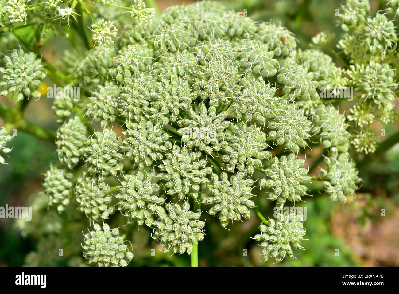 Magydaris pastinacea ist eine mehrjährige Pflanze, die im zentralen und westlichen Mittelmeerraum beheimatet ist. Mit Früchten. Stockfoto