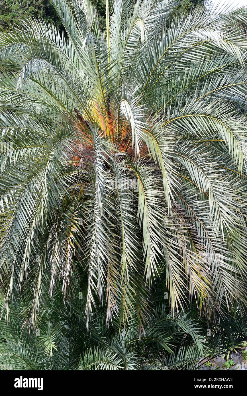 Die kretische Dattelpalme (Phoenix theophrasti) ist eine endemische Palme auf Kreta. Stockfoto