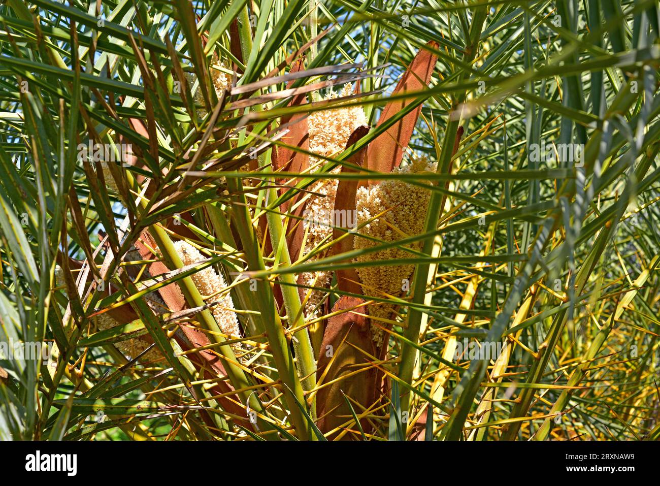 Die kretische Dattelpalme (Phoenix theophrasti) ist eine endemische Palme auf Kreta. Blütenstände. Stockfoto