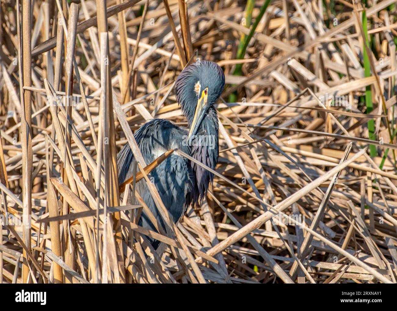 Ein wunderschöner dreifarbiger Reiher fotografiert, während er seine täglichen Aktivitäten der Fütterung, Futtersuche und Jagd auf South Padre Island in Texas ausführte. Stockfoto