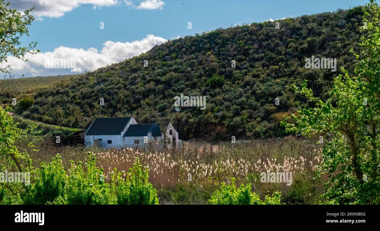 Ein von wilden Birnenbäumen umrahmtes Arbeiterhaus (Dombeya rotundiflolia) liegt im Tal des de Hoop in der Nähe von Uniondale, Westkap. Stockfoto