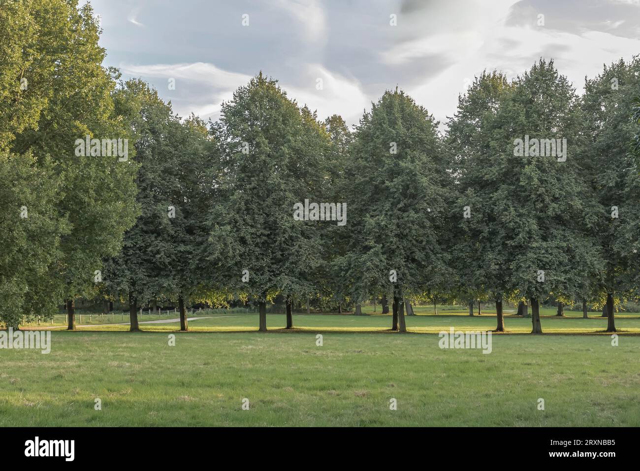 Baumlandschaftsbild geeignet für Verbundwerkstoffe mit stimmungsvollem grauem Himmel Stockfoto