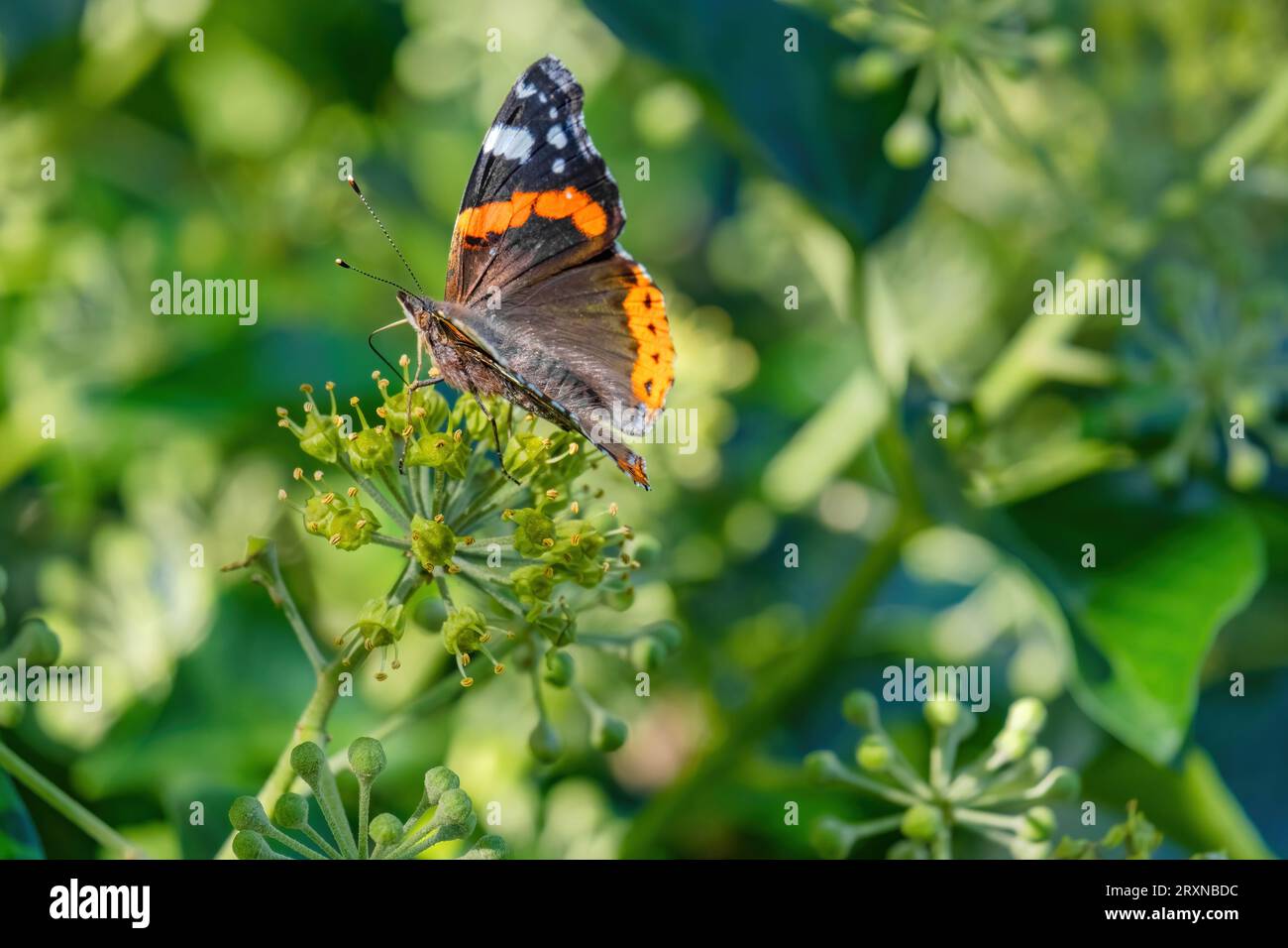 Nahaufnahme eines wunderschönen Schmetterlings auf einer Blume Stockfoto