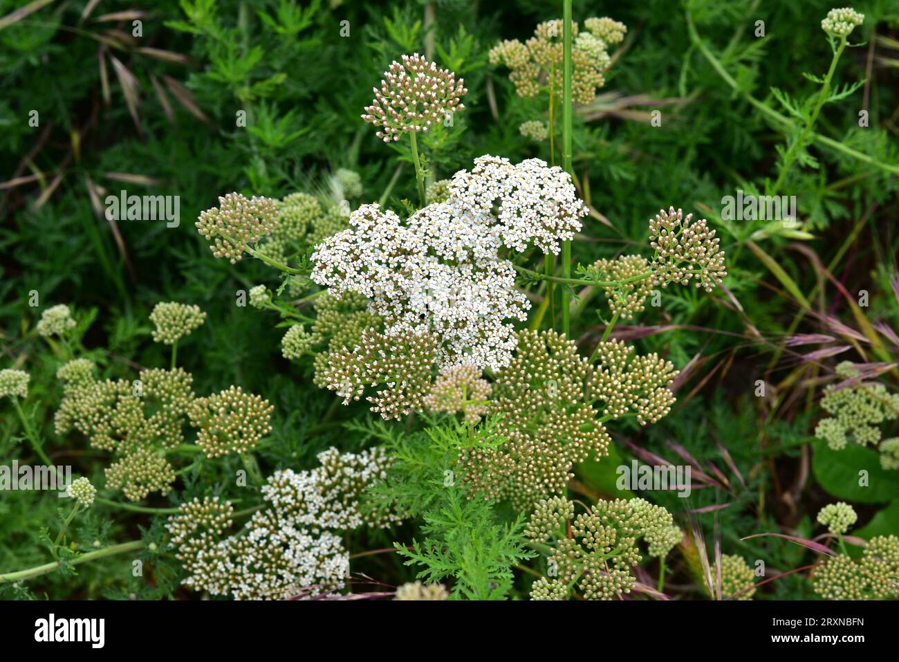 Die ligurische Schafgarbe (Achillea ligustica) ist ein aromatisches Kraut, das von Spanien bis zum Balkan in Südeuropa beheimatet ist. Blütenstände Detail. Stockfoto