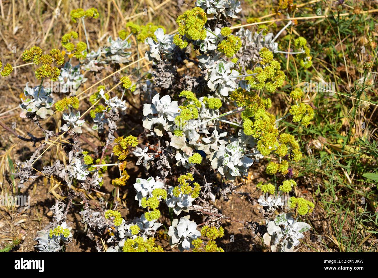 Conejo Buchweizen oder Safran-Buchweizen (Eriogonum crocatum) ist ein mehrjähriger Strauch, der im Conejo Valley, Kalifornien, USA, endemisch ist. Stockfoto