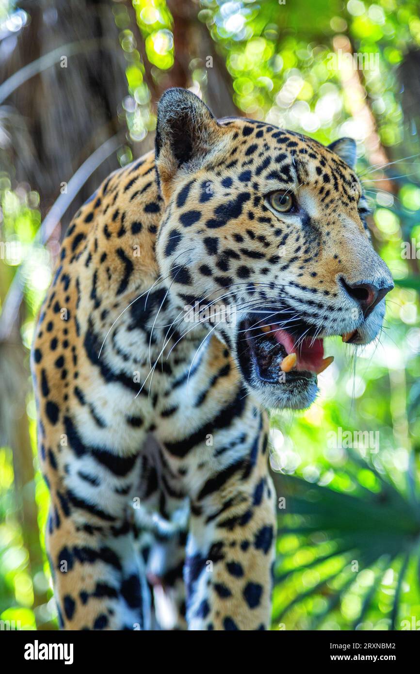 Erwachsener jaguar Stockfoto