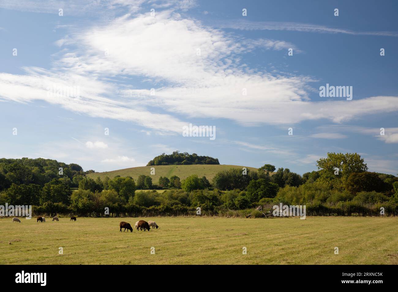 Wittenham Clumps, Little Wittenham, Oxfordshire, England, Vereinigtes Königreich, Europa Stockfoto