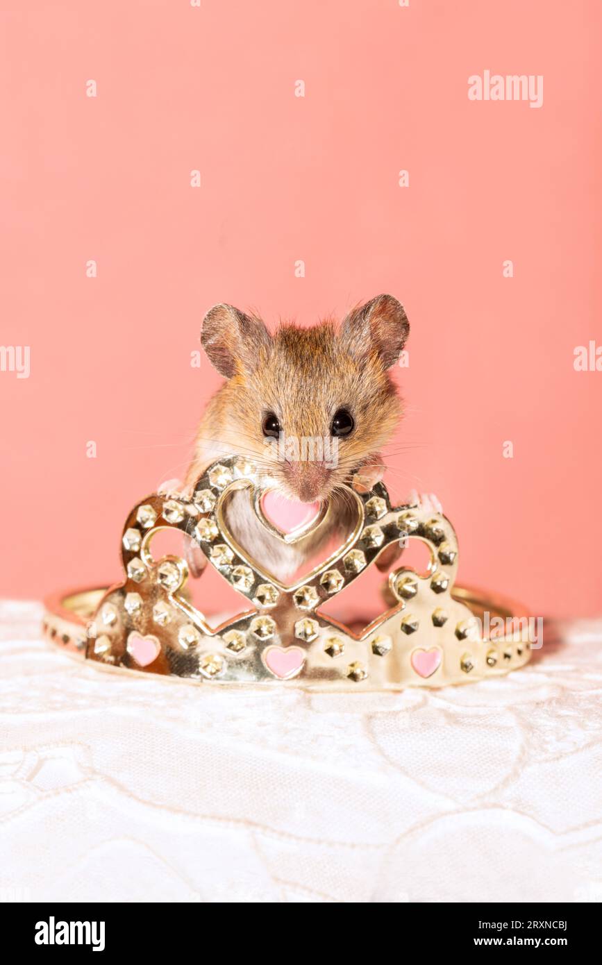 Kleine Maus, die auf einer Krone steht Stockfoto