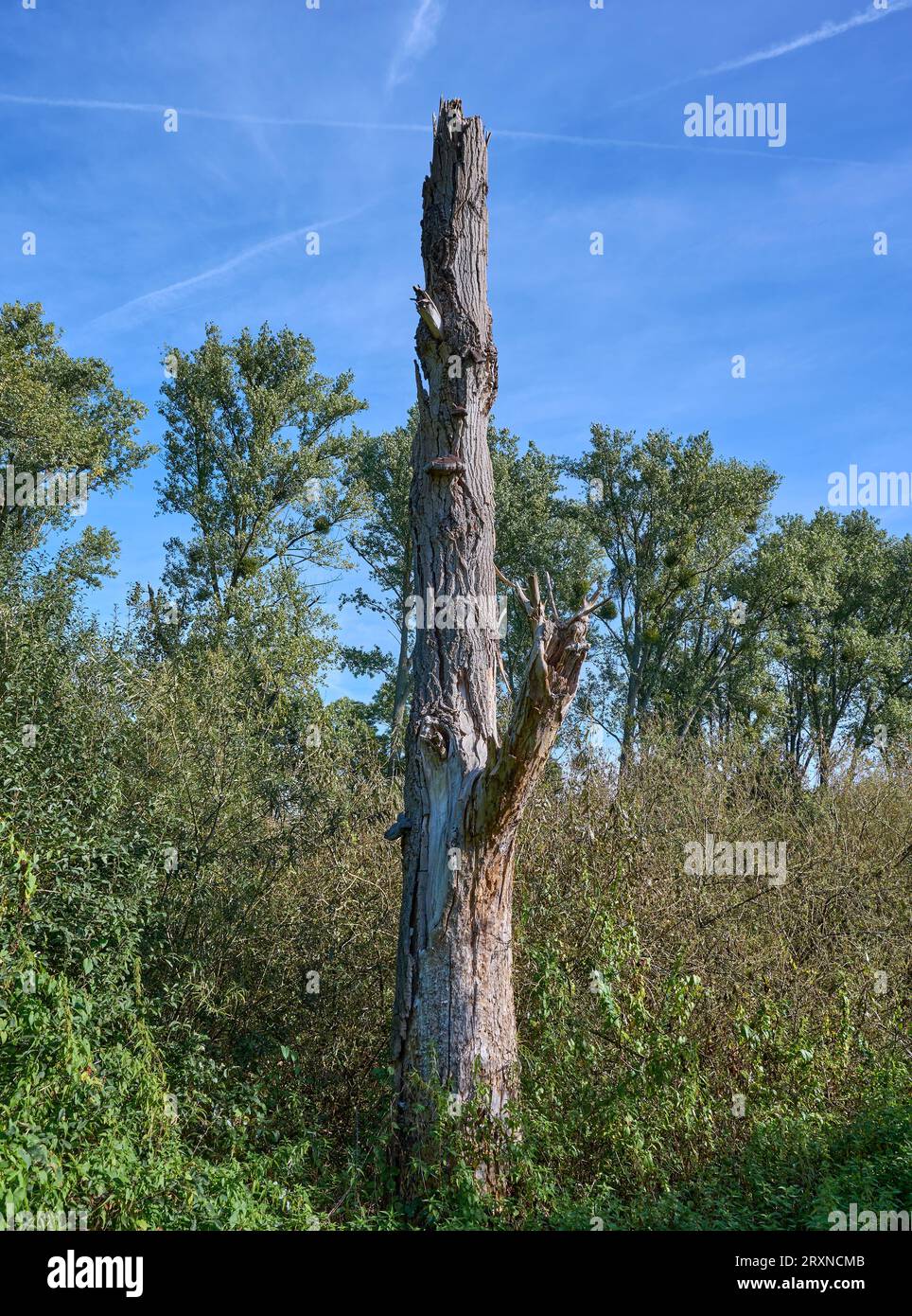 Wertvoller stehender Totholzbaum im Naturpark Urdenbacher Kaempe, Rheinaue, Düsseldorf-Urdenbach, Deutschland Stockfoto