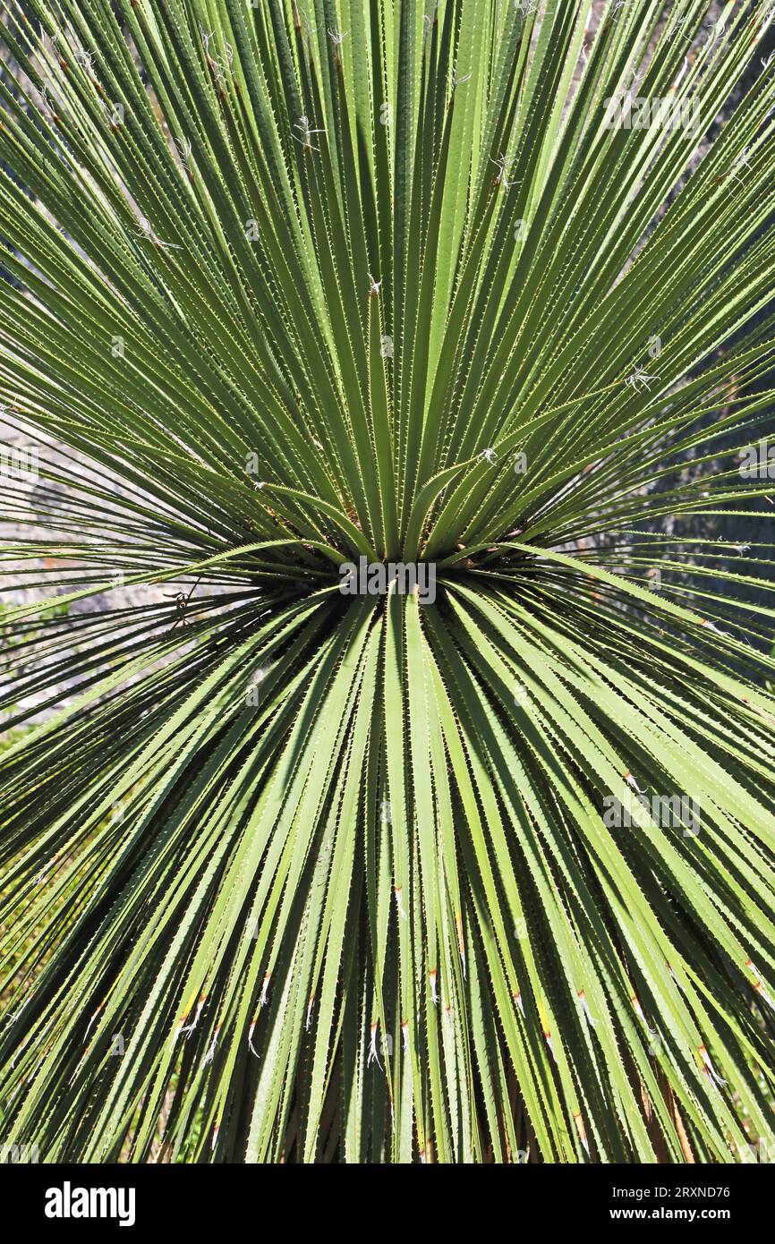 Wunderschöner grüner Hintergrund einer Agave Stockfoto