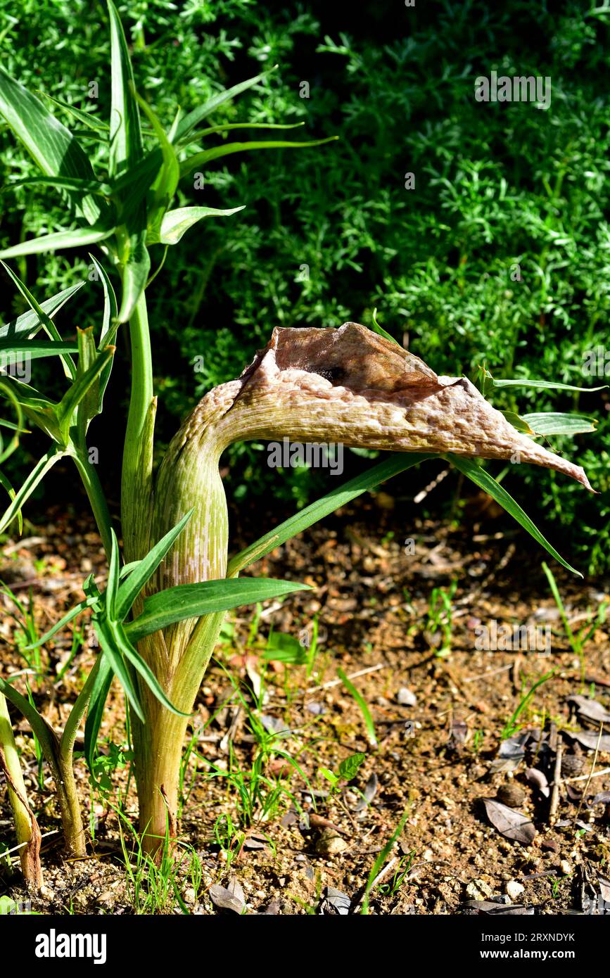 Die Seerose (Helicodiceros muscivorus oder Dracunculus muscivorus) ist eine mehrjährige Pflanze, die auf den baläischen Inseln, Korsika und Sardinien endemisch ist. Ist ein Stockfoto