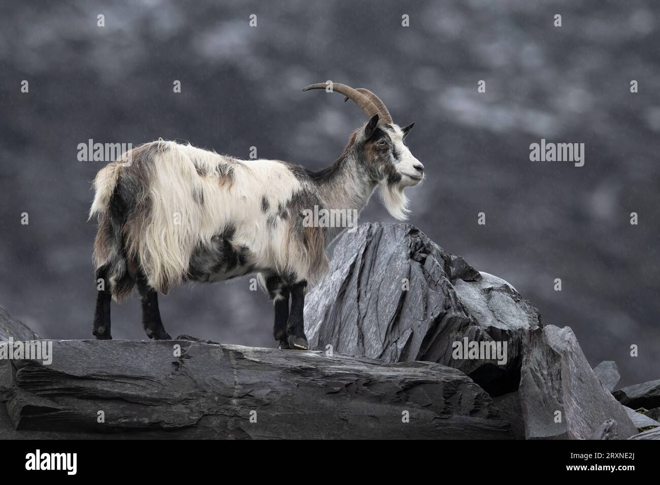 Britische Urziege (Capra hircus) alias Feral Goat in einem stillgelegten Schieferbruch in Snowdonia Stockfoto