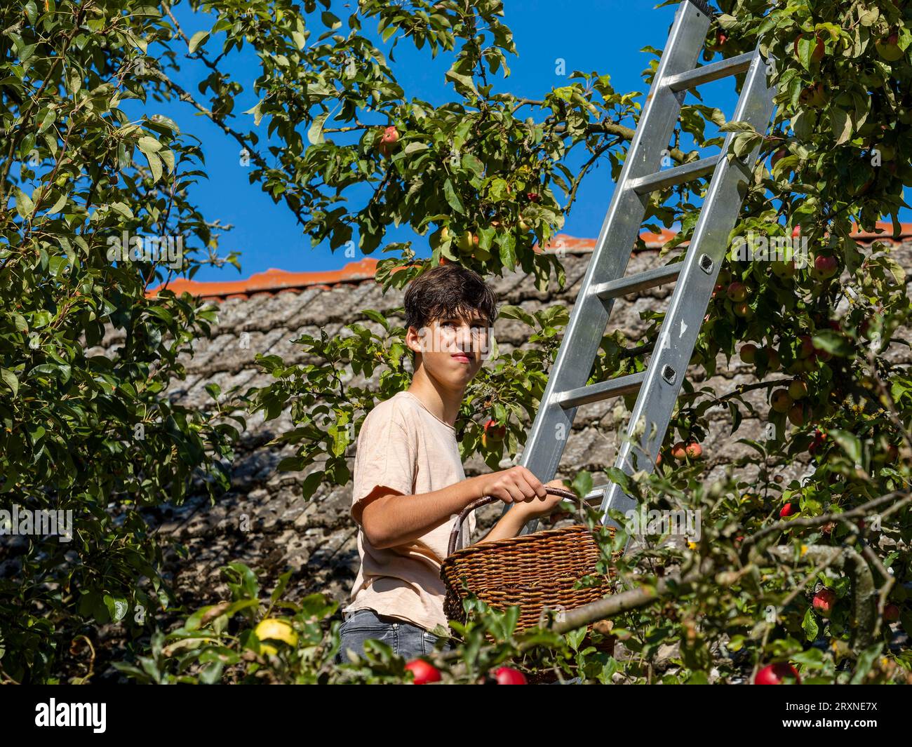 Junger Mann auf der Leiter, der Äpfel auf dem Baum pflückt, Deutschland, Europa Stockfoto